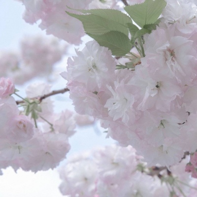 Furry插画线稿分享兽圈群